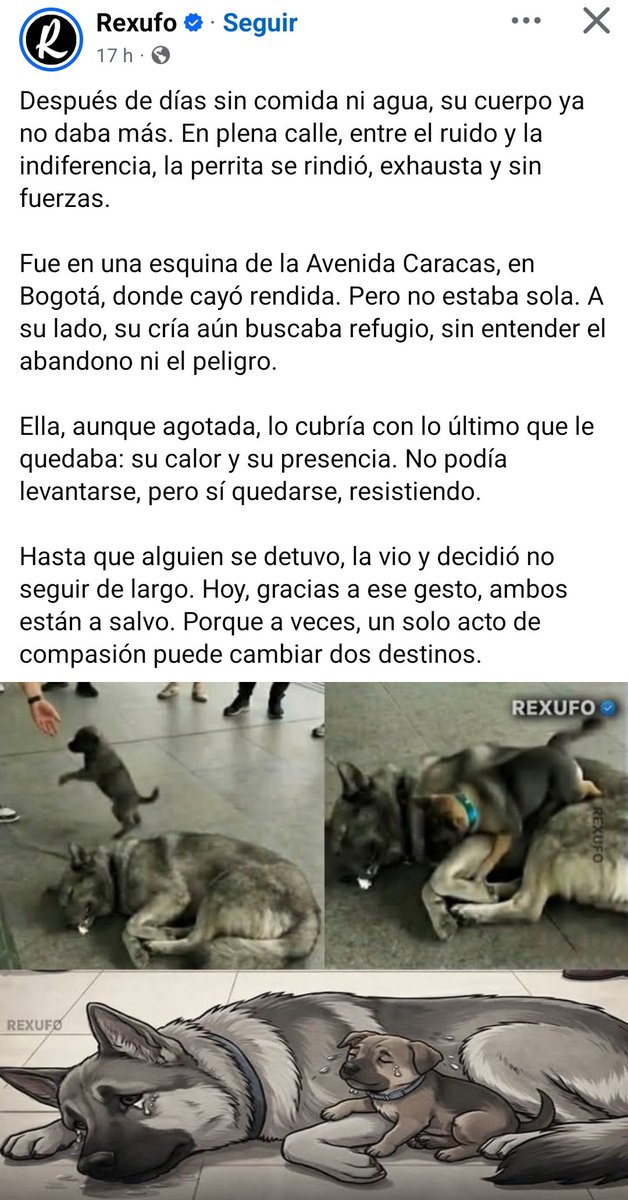 Frecda's tweet image. No debemos ser indiferentes ante el sufrimiento de un ser sintiente, cuando veas que alguien sufre actúa. #TodaVidaImporta