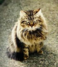 MissingTarn81's tweet image. 03.01.26 Perdu chat tigré, poils longs, à Castres (Saint Hippolyte). Pucé. Si vous le trouvez, merci de l'amener chez un véto. #Tarn