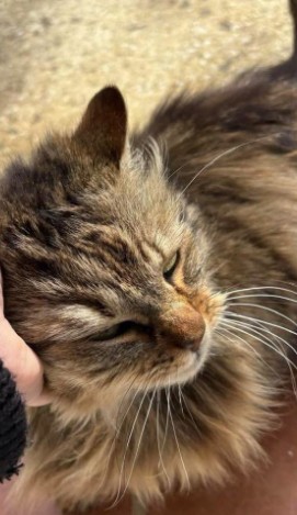 MissingTarn81's tweet image. 03.01.26 Perdu chat tigré, poils longs, à Castres (Saint Hippolyte). Pucé. Si vous le trouvez, merci de l'amener chez un véto. #Tarn