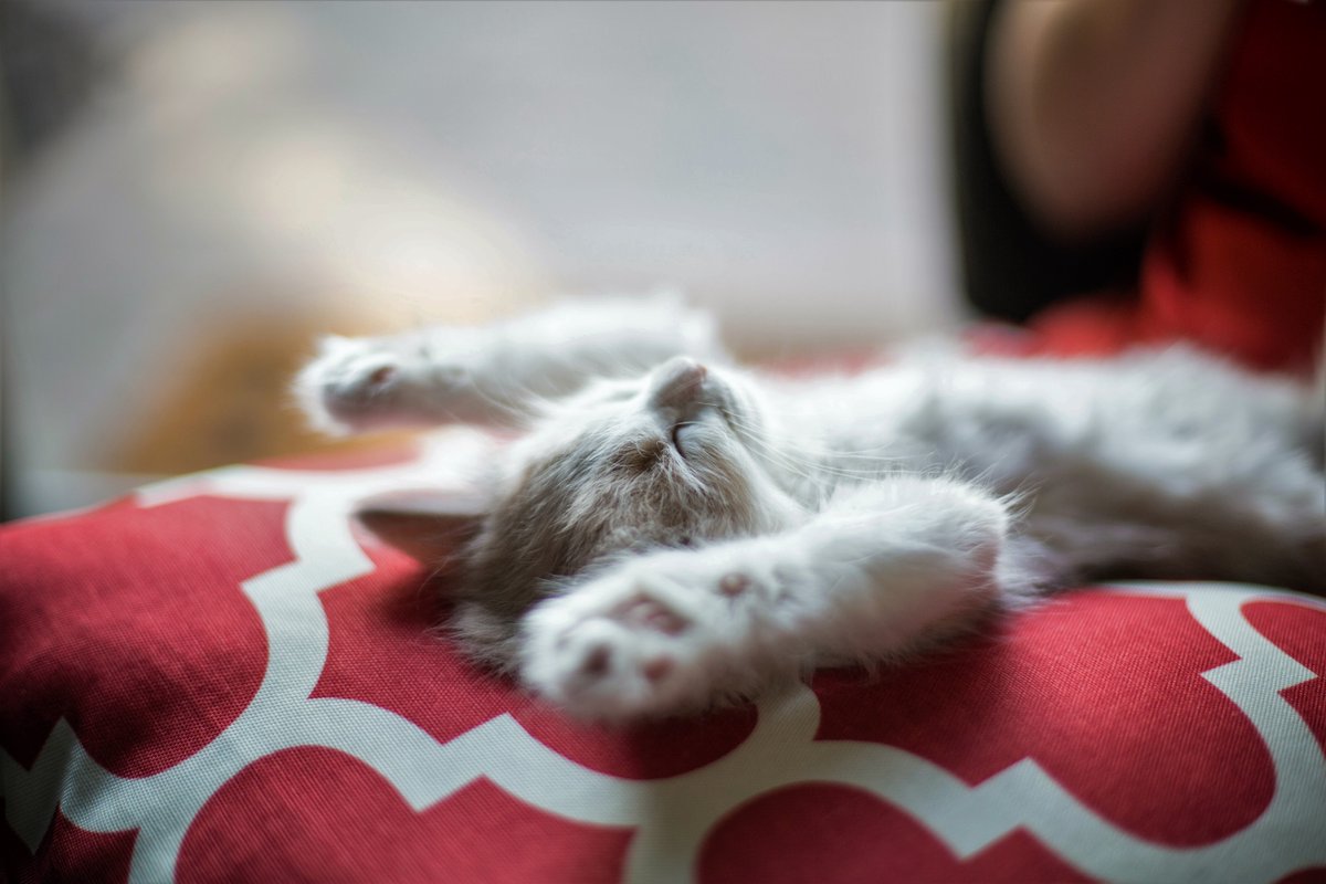 Laminatecom's tweet image. Laminatecom hopes you are having a paws-itively purr-fect first Cat-erday of the year!