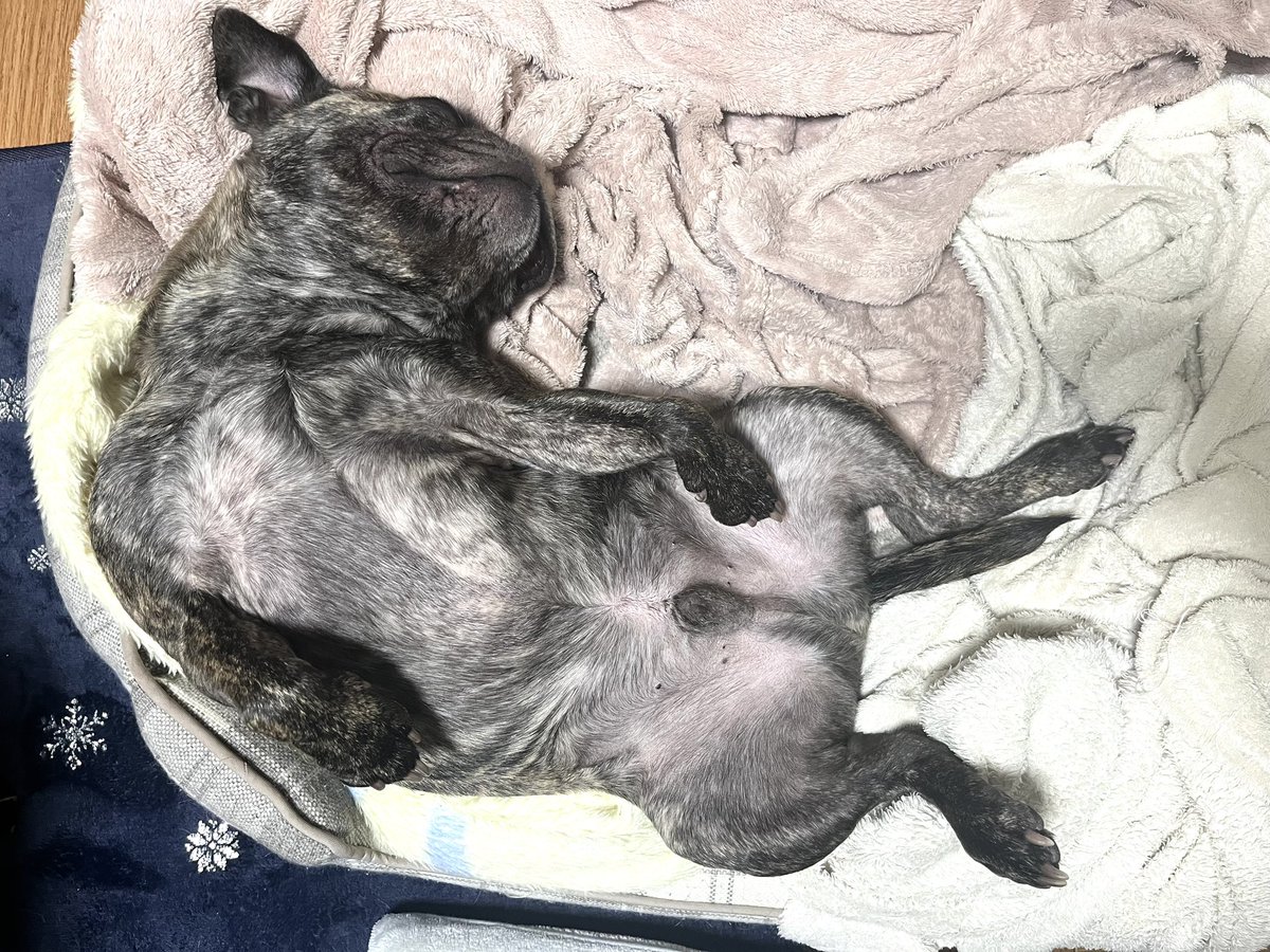 早く二階のベッドで寝たいのに人間がいつまで経っても起きてて仕方なく隣で寝てる犬