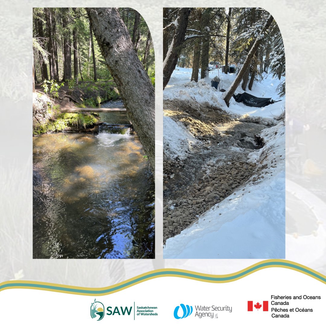 #DYK that SAW enhances habitat for fish species at risk? With support from <a href="/FishOceansCAN/">Fisheries and Oceans</a> we removed a wooden barrier blocking Plains Sucker passage in Pine Cree Park &amp; replaced it with a rock spawning riffle! Big thanks to the park board for their partnership!
#SpeciesatRisk