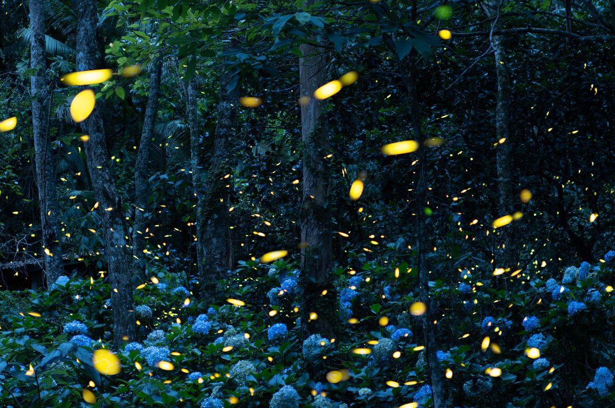 Gm! It's firefly season here!