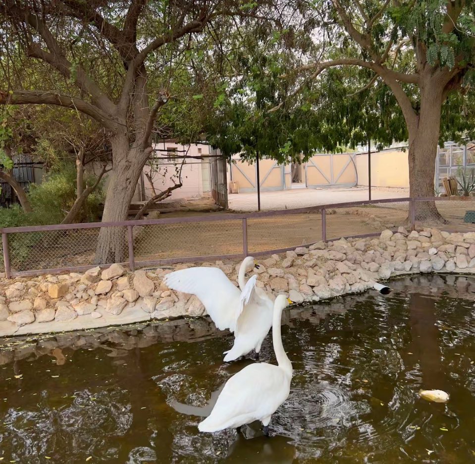 نجمه tweet media