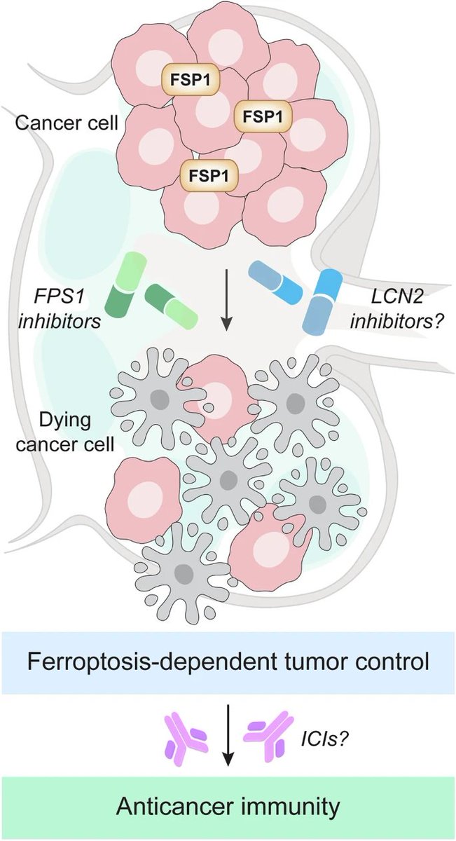 Lorenzo Galluzzi tweet media