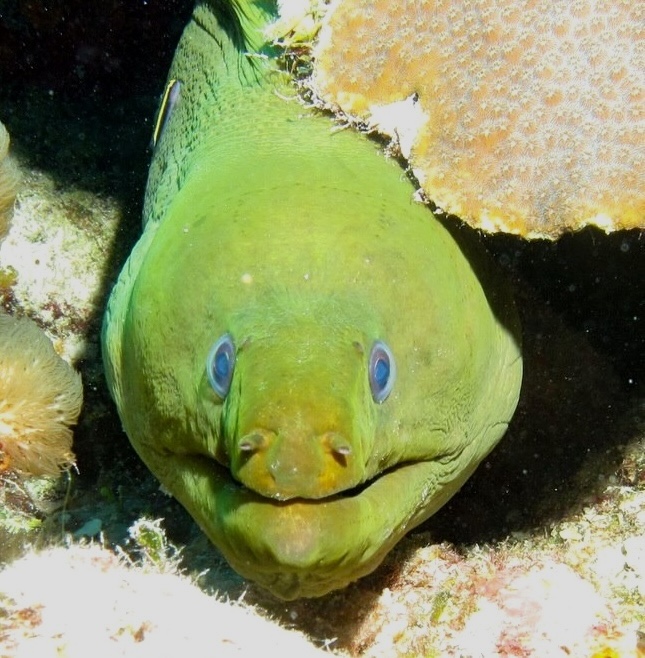 rollingharbour's tweet photo. GREEN MORAY EEL https://t.co/49Gf220ji2
