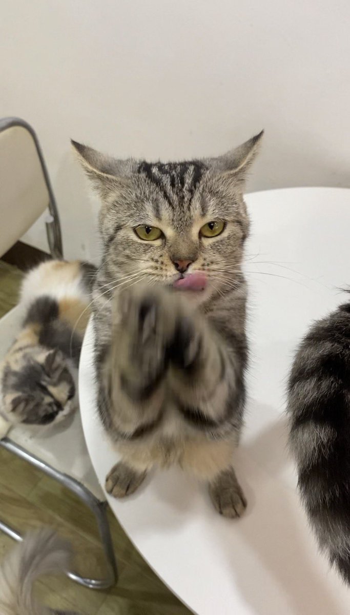 ม้อด tweet media