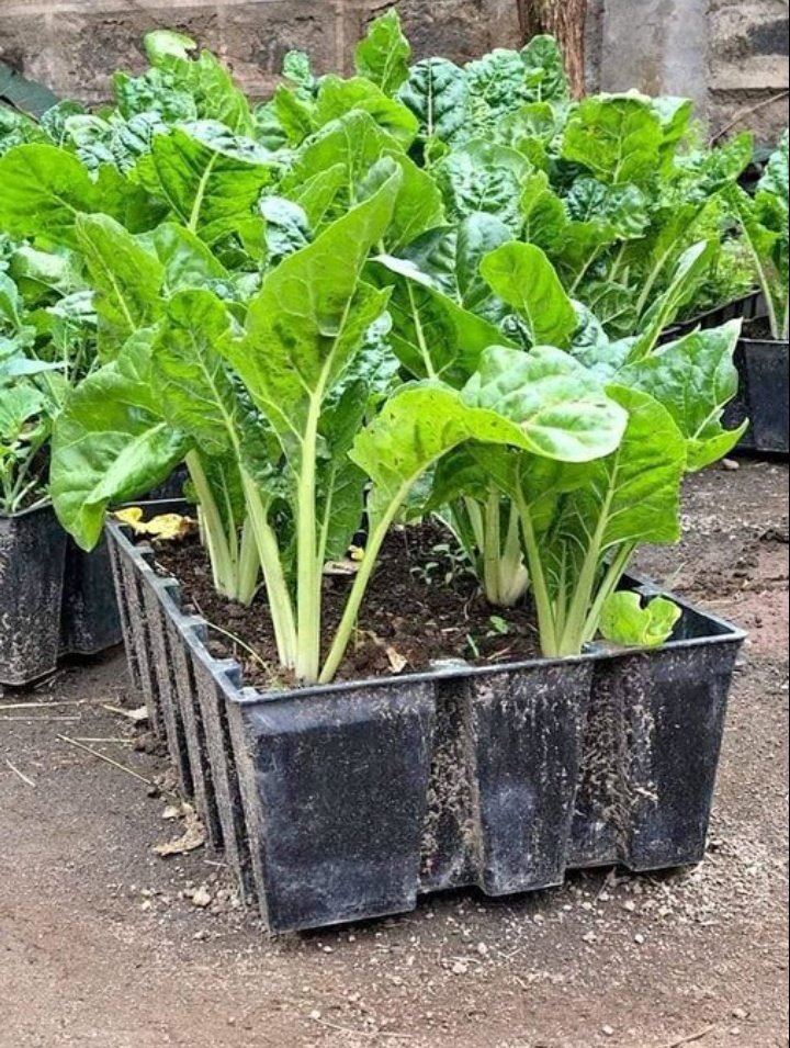 RightCohen's tweet photo. ATTENTION! 
Farming in urban and peri-urban areas is now possible with Vertical farming!
*Don't buy everything from the market yet you can produce food from your compound. Use your compound profitably. 

Like &amp; Repost. 
Follow me for daily farming News and Tips.
#LetsFarmTogether https://t.co/bg4gzVLgAo