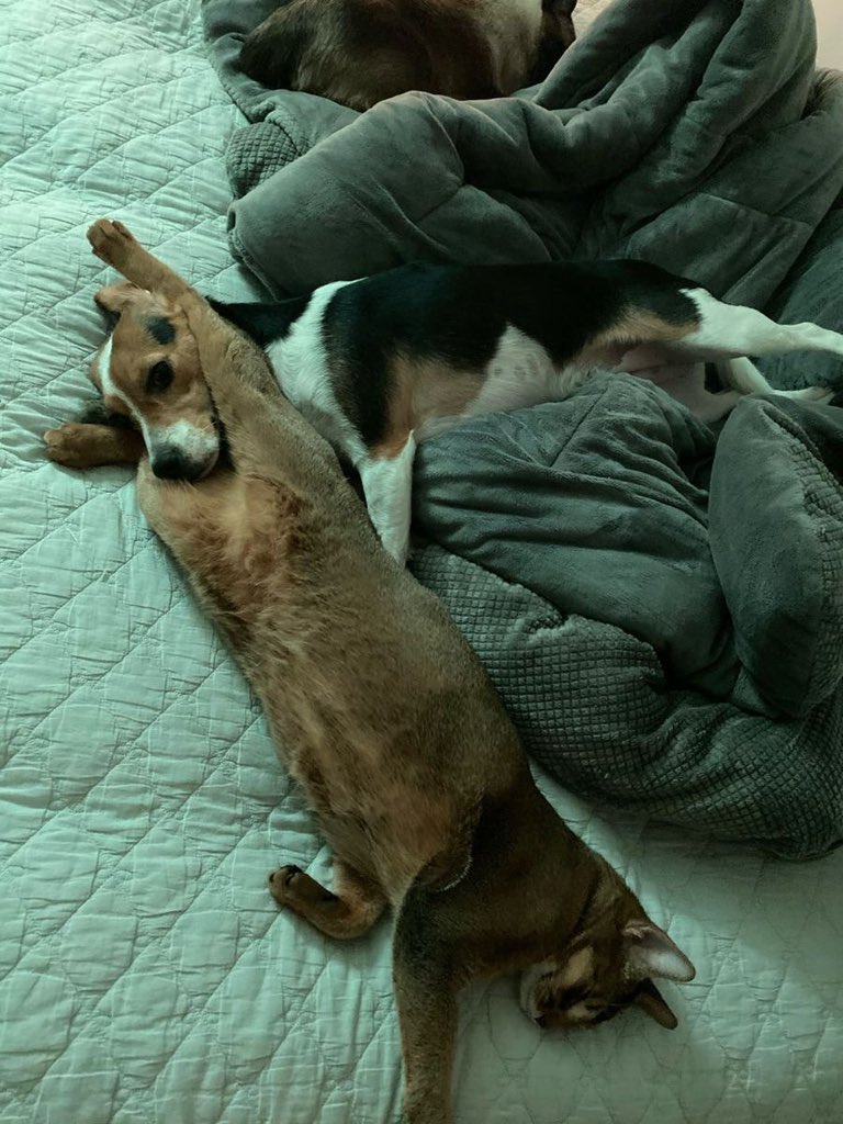 Peejador's tweet image. ทุกคนคงไม่รู้ว่าเวลาเตนล์ไม่อยู่นางส่งลูกเรียนยูโด ตอนนี้กำลังไปแข่งโอลิมปิก