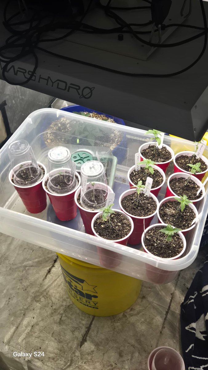 Duck Dodgers tweet media