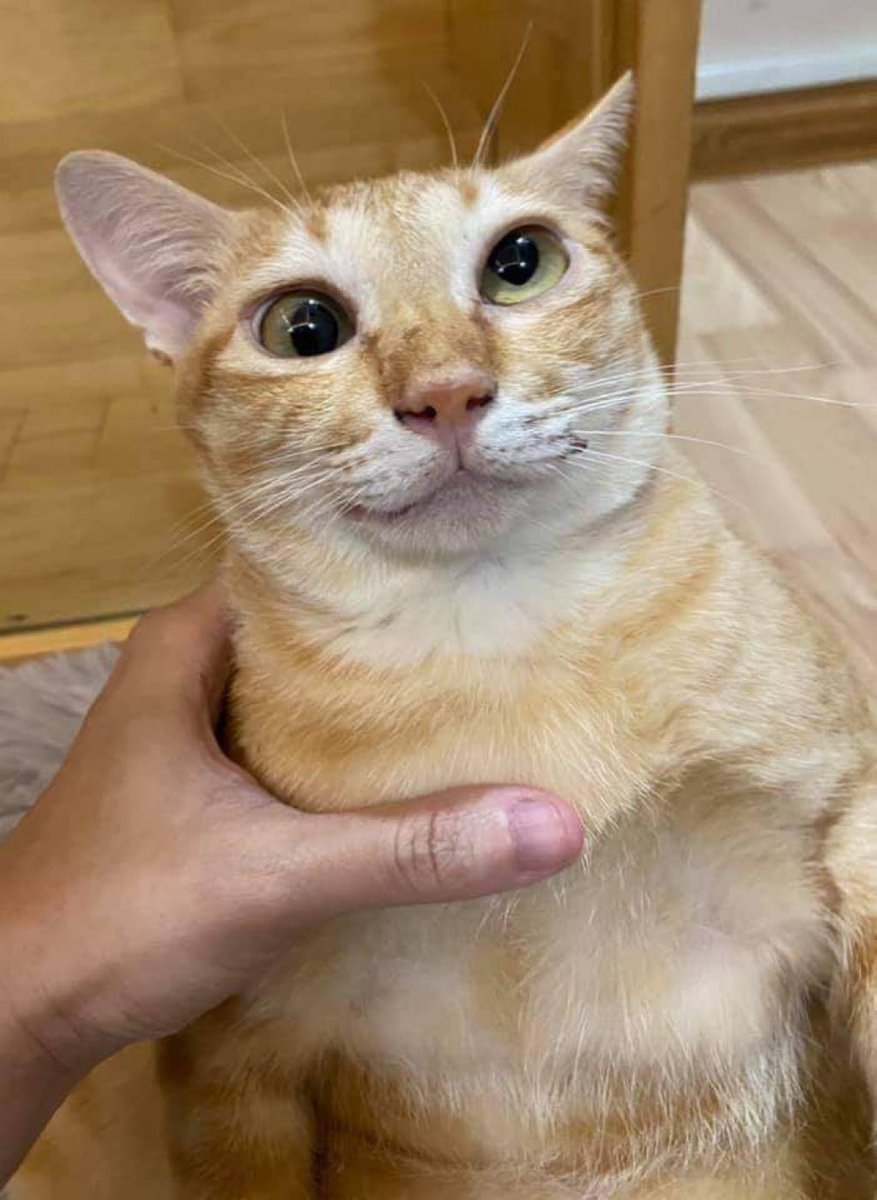 gatinarios's tweet image. se ele fosse seu gato… como você o chamaria?????