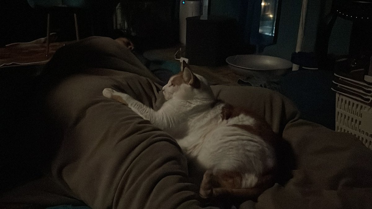 キョンと🐈
昔はこの光景が普通やったなぁ