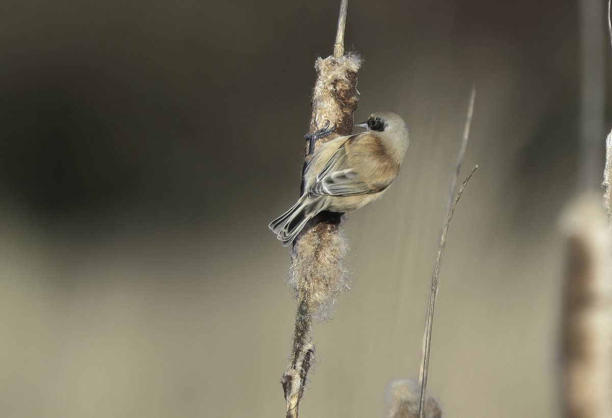 Penduline Tits showing nicely in the sun at Aust this morning