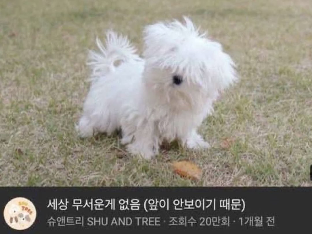 견 tweet media
