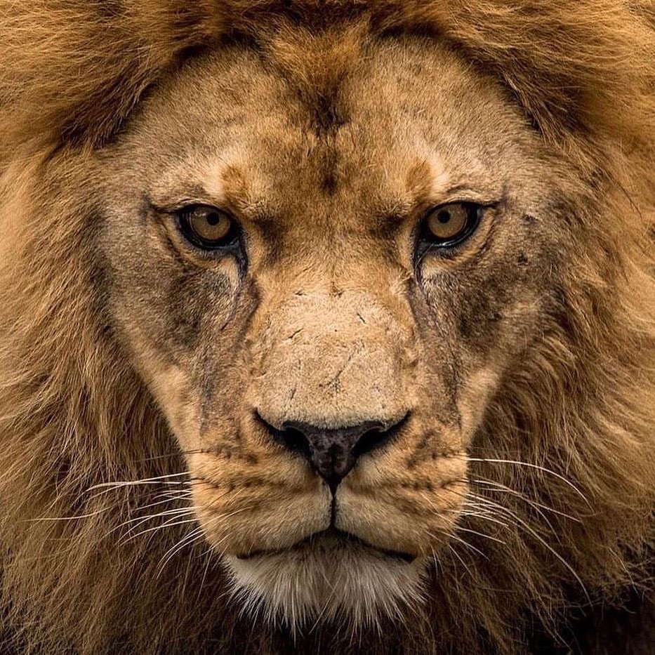 Lions 🦁 (@lionseveryday) on Twitter photo 