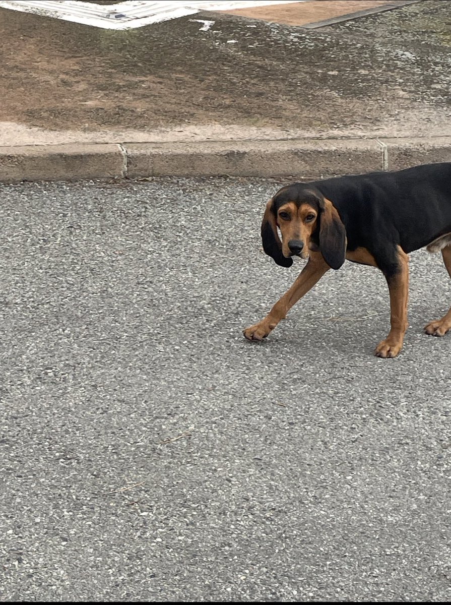 C’est avec désespoir que j’essaie de trouver une solution pour ce toutou errant sur Solenzara depuis 3 semaines. Impossible de trouver le propriétaire, c’est un chien abandonné . On lui donne à manger et à boire .Le froid arrivant j’aimerais trouver rapidement une solution. Merci