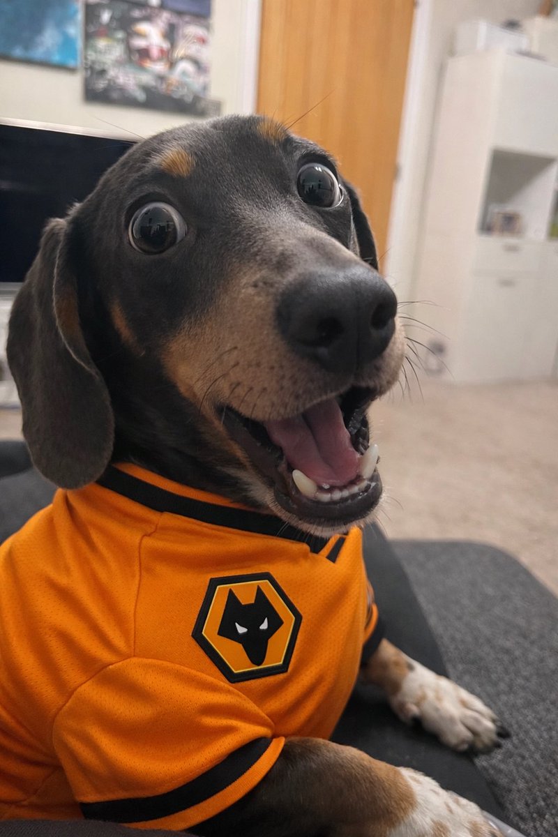 CupcakeCaz's tweet photo. @NathanJudah Even our dog is in shock! 😂 https://t.co/smeTVNAyhC
