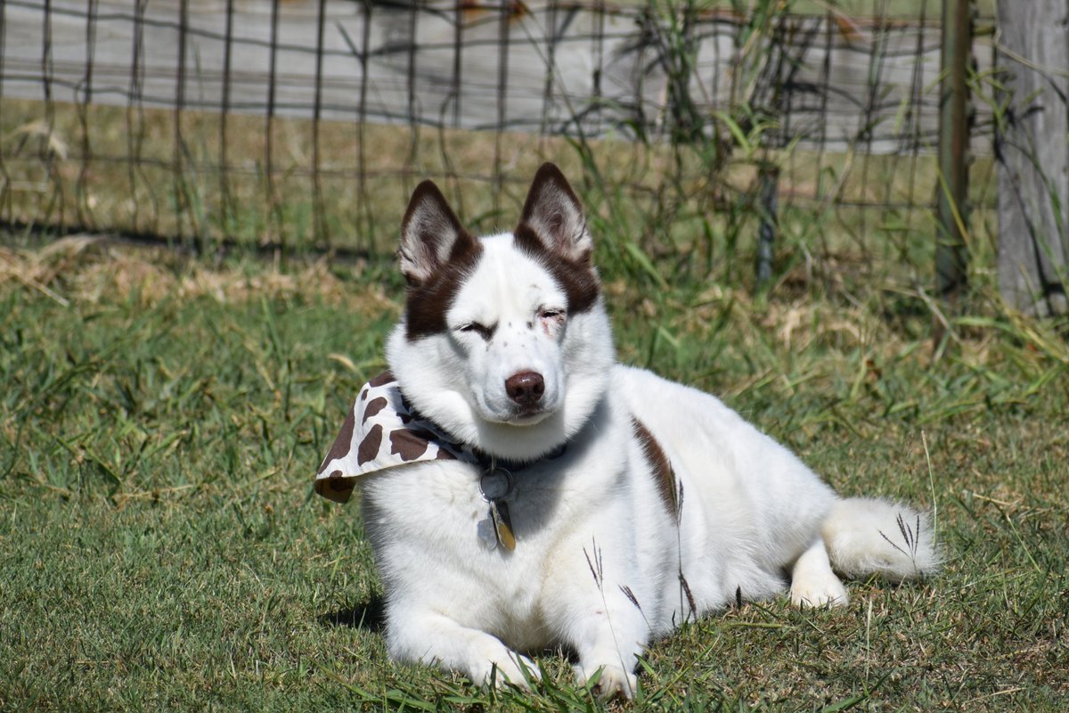 FFoxation's tweet photo. @BijouTheDeer @seagullart2 Piebalds are super cute! I have a Piebald Husky! :3 https://t.co/CMvFvdPvJr