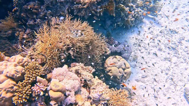 wanderonomy's tweet image. A beautiful reef in Red Sea. instagr.am/p/DTDoReoiP2n/