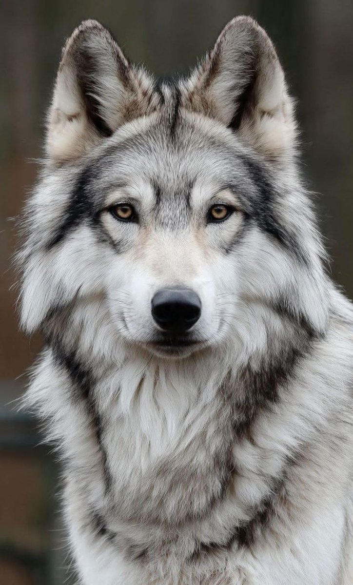 Wolf Empiree tweet media