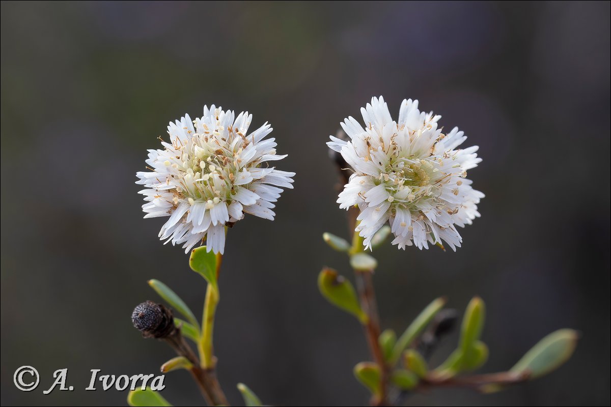 AndresIvorra's tweet image. Globularia alypum (hipocromática)
Sierra de Gádor (Almería) - Enero