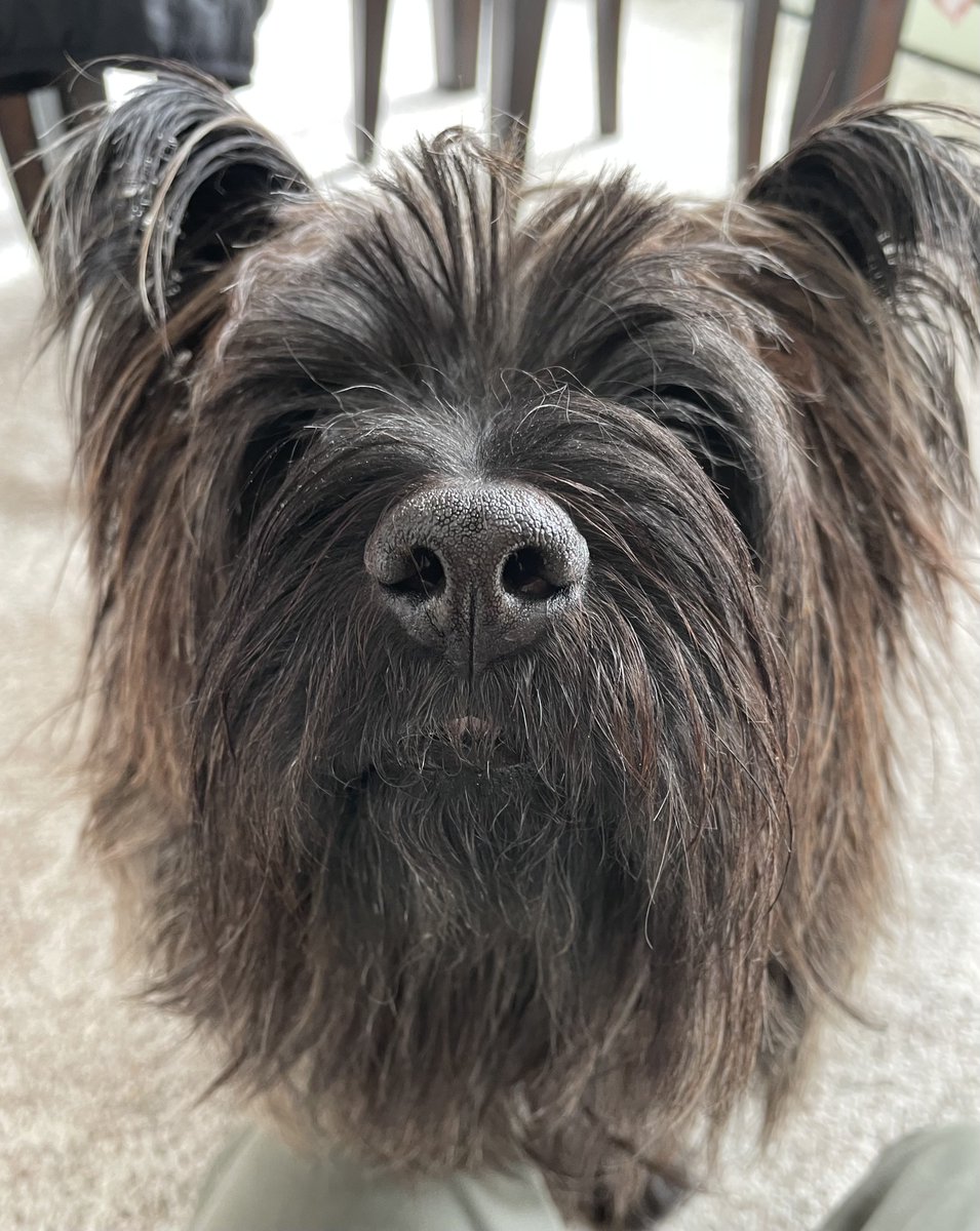 Welly the unstoppable bean machine tweet media