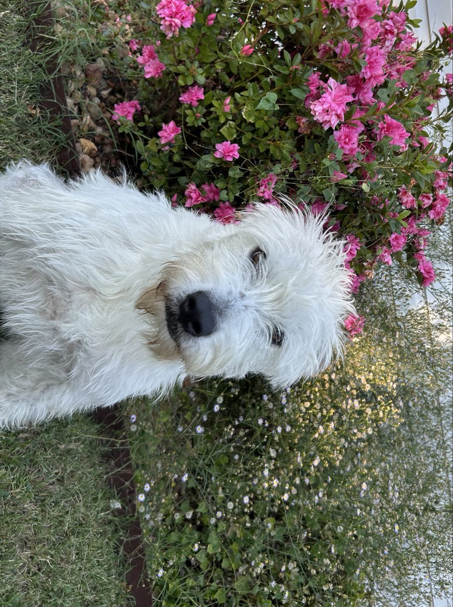 MSmudrat's tweet image. Cazz