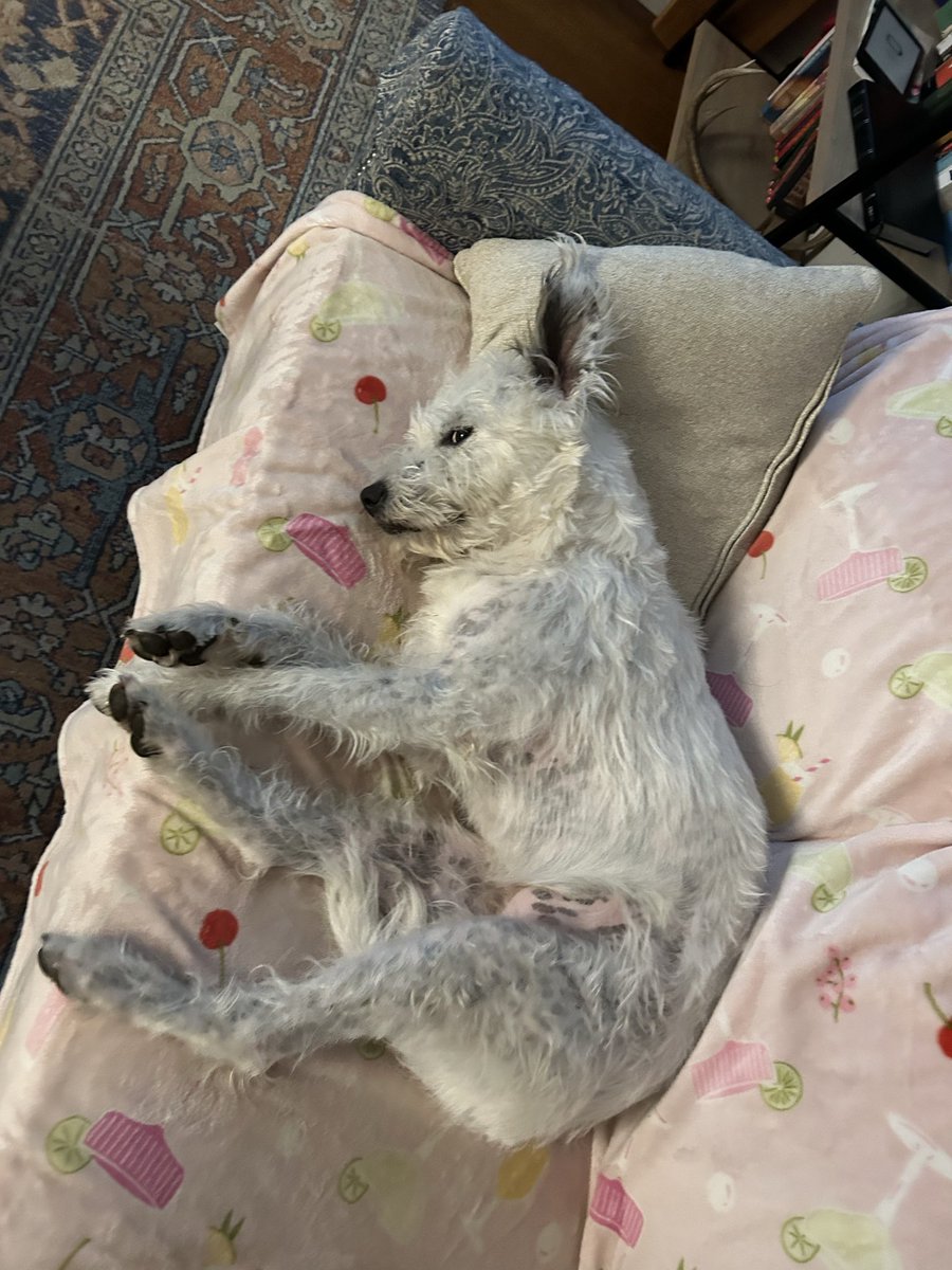 MSmudrat's tweet image. Cazz