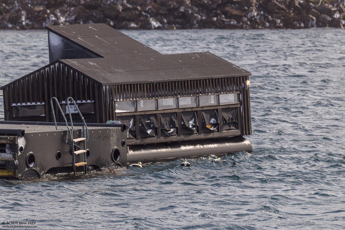 Varanger / Finnmark bird news tweet media