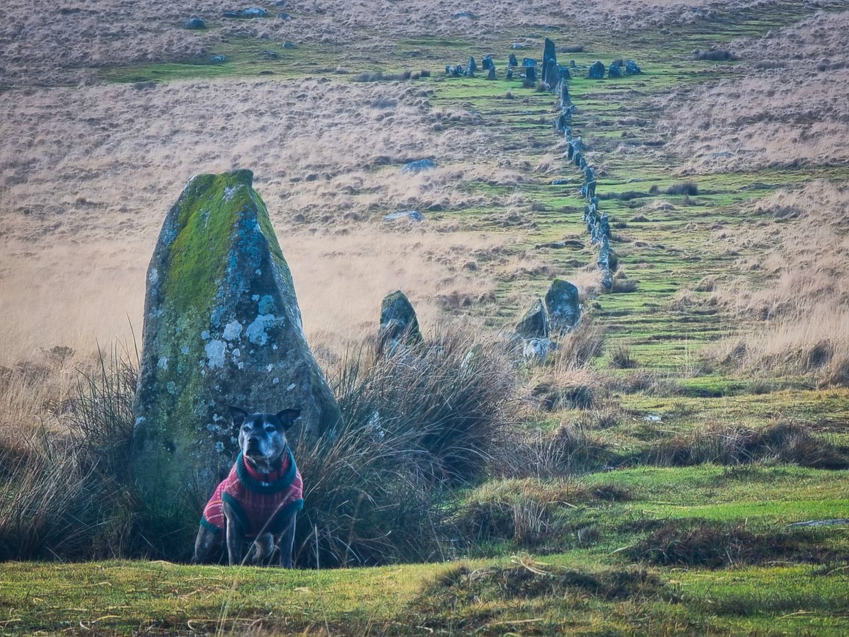 I love this one.. He and the stones are beautiful 😍 Hyfryd!

Down Tor Cairn Circle and Stone Row - Dartmoor