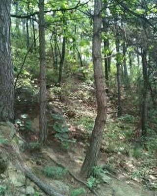 It’s in the trees. It’s here.  A rabid dog is lurking behind the tree.  Fragrant Hills, Beijing