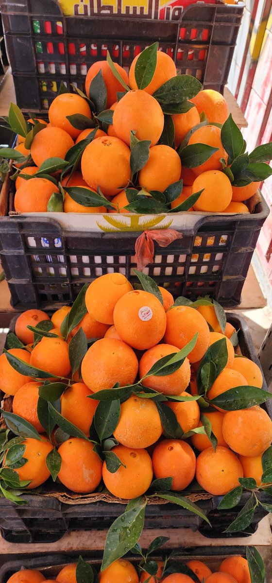 توسيع زراعة هذا النوع من البرتقال اليمني الصعدي يُعد ثروة زراعية واعدة. حيث يعتبر من أفخر وأجود أنواع البرتقال عالمياً لمذاقه الحلو المميز ونكهته العطرية الفواحة، بل أيضاً لقيمته الغذائية العالية ومقاومته النسبية للظروف المناخية القاسية.

#منتجات_اليمن_الى_العالم