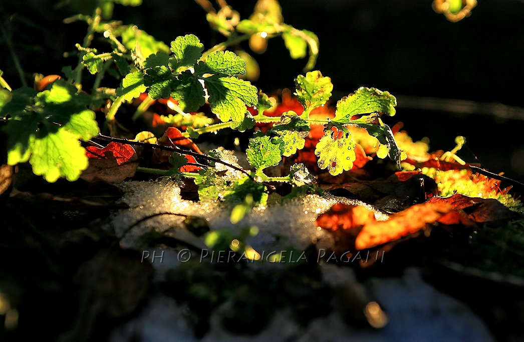 @ferrarisergio4 tweet media