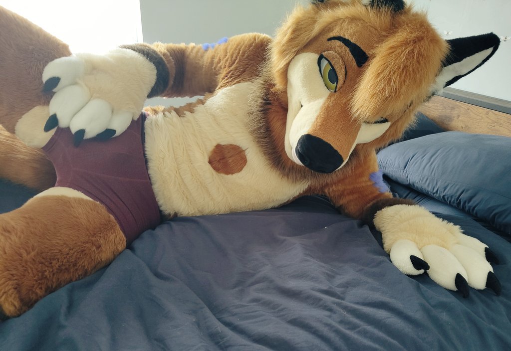 Tibble the Fox tweet media