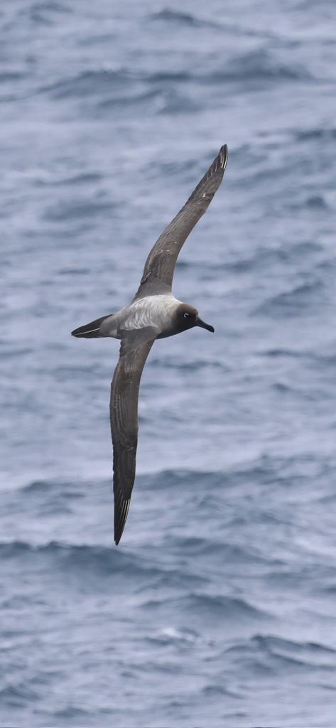 Allan Conlin tweet media