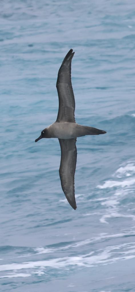 Allan Conlin tweet media