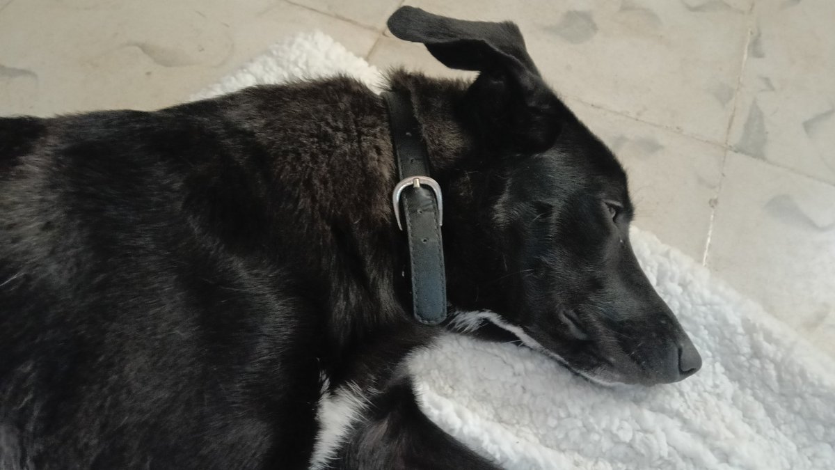 Andres M Novelo Mena tweet media