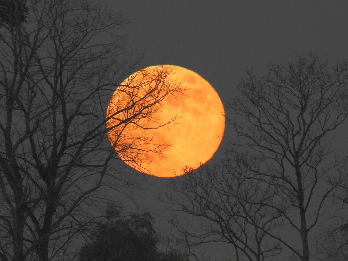 mildthing99's tweet image. Full Moon 99.9 % 🌕 rising over the #SurreyHills #WolfMoon #OldMoon #IceMoon #SnowMoon #Supermoon 
@DavidBflower @lizzieweather @StormHour @metoffice @ThePhotoHour #getoutside
#PerihelionDay Earth closest to Sun