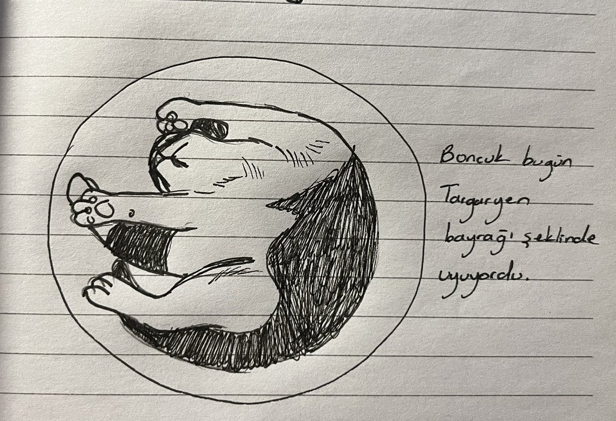 Daily Boncuk tweet media