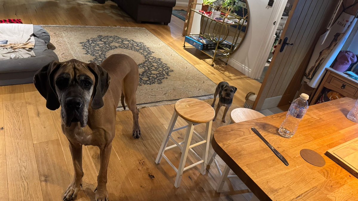 willowborder's tweet image. Happy new year from me and my bestest biggest Pal. #btposse