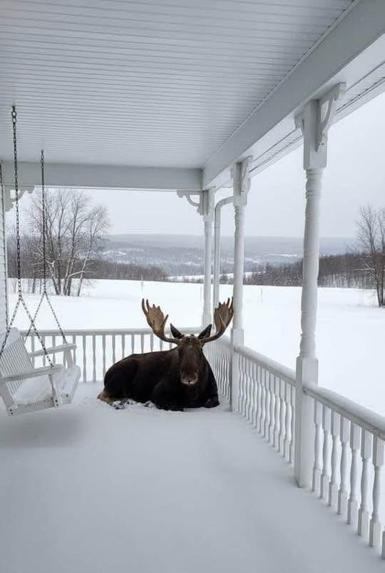 GreatlakesladyM's tweet image. Hello neighbor