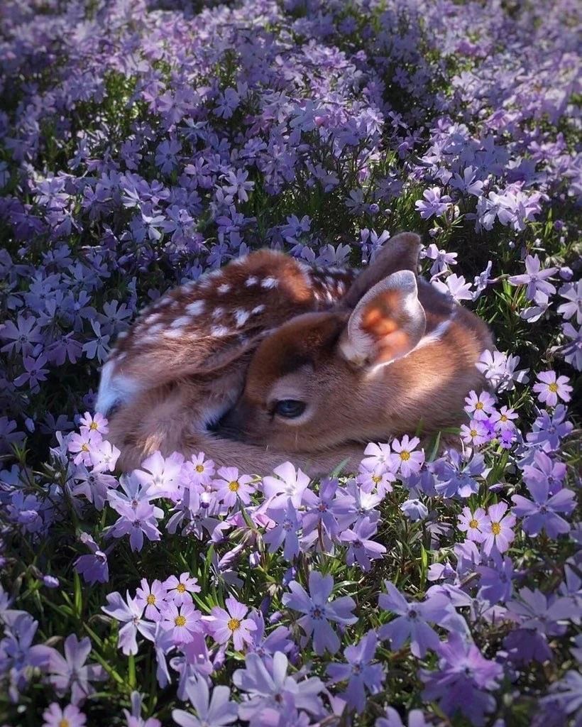 JamesLucasIT's tweet photo. A fawn resting in a field of flowers https://t.co/EWDBkhcUbk
