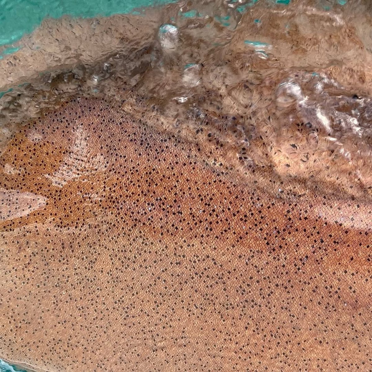 Saving the Blue tweet media