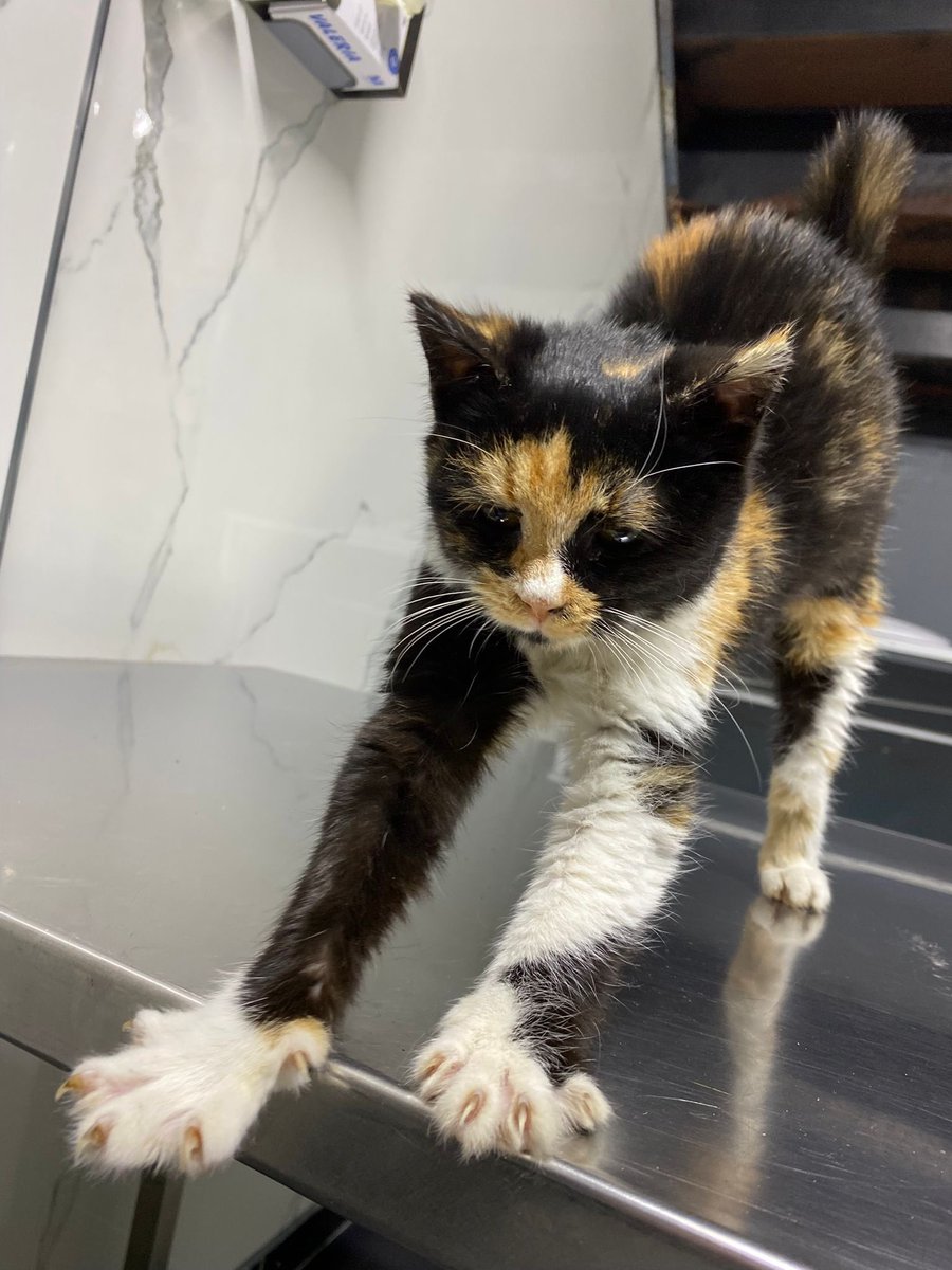 miminimikii's tweet photo. Bulunduğunda ölüme yatmıştı, Kansızlık, kalisivirüs, kan paraziti vardı. 20 günlük tedavi süreci bitti şimdi yuvaya gitme vakti geldi🥳🥳

Acil geçici/kalıcı yuva
4 aylık/dişi

İstanbul
iletişim @gevezekedi5 dm🤍 https://t.co/YjyICUiZf4