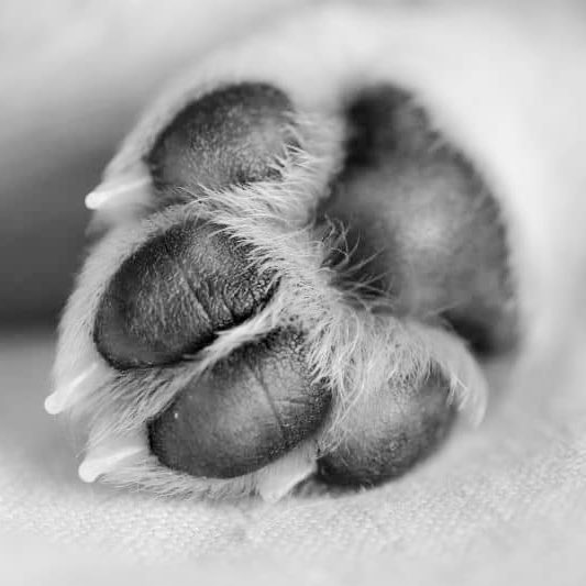 choquei's tweet image. 🚨BRASIL: Jovem é preso em Manaus por zoofilia após a divulgação de vídeo de abuso contra uma cadela. O animal não resistiu e faleceu.