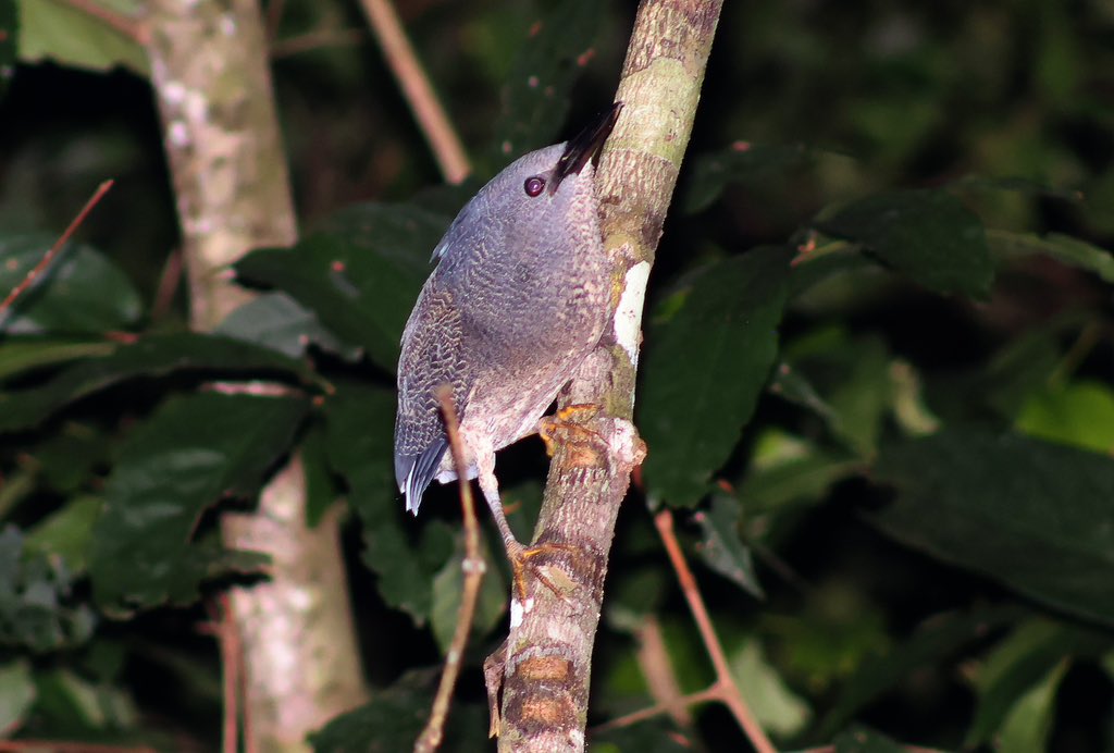 Nice to spend some time with this pair of Zigzag Herons at Cristalino Lodge. Was interesting to watch them displaying and attending a nest platform.