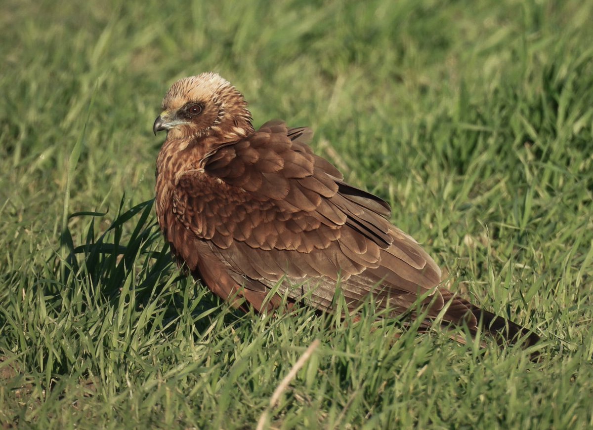 Saz delicesi #hangitür