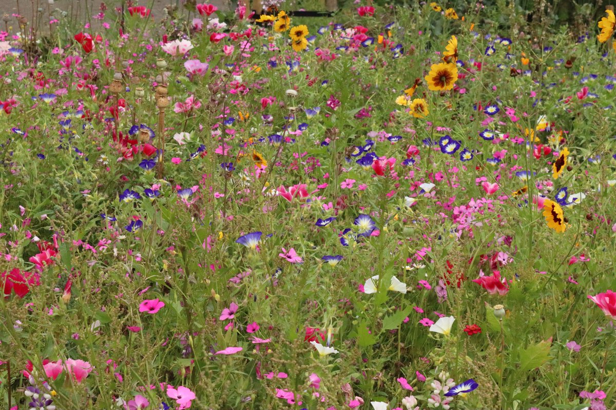 RachelUmbra's tweet photo. Am I a little late, yes. Do I care, not really. Happy new year everyone #photo #photography  #flowers #nature #HappyNewYear #NewYear2026 https://t.co/scWg2axF0X