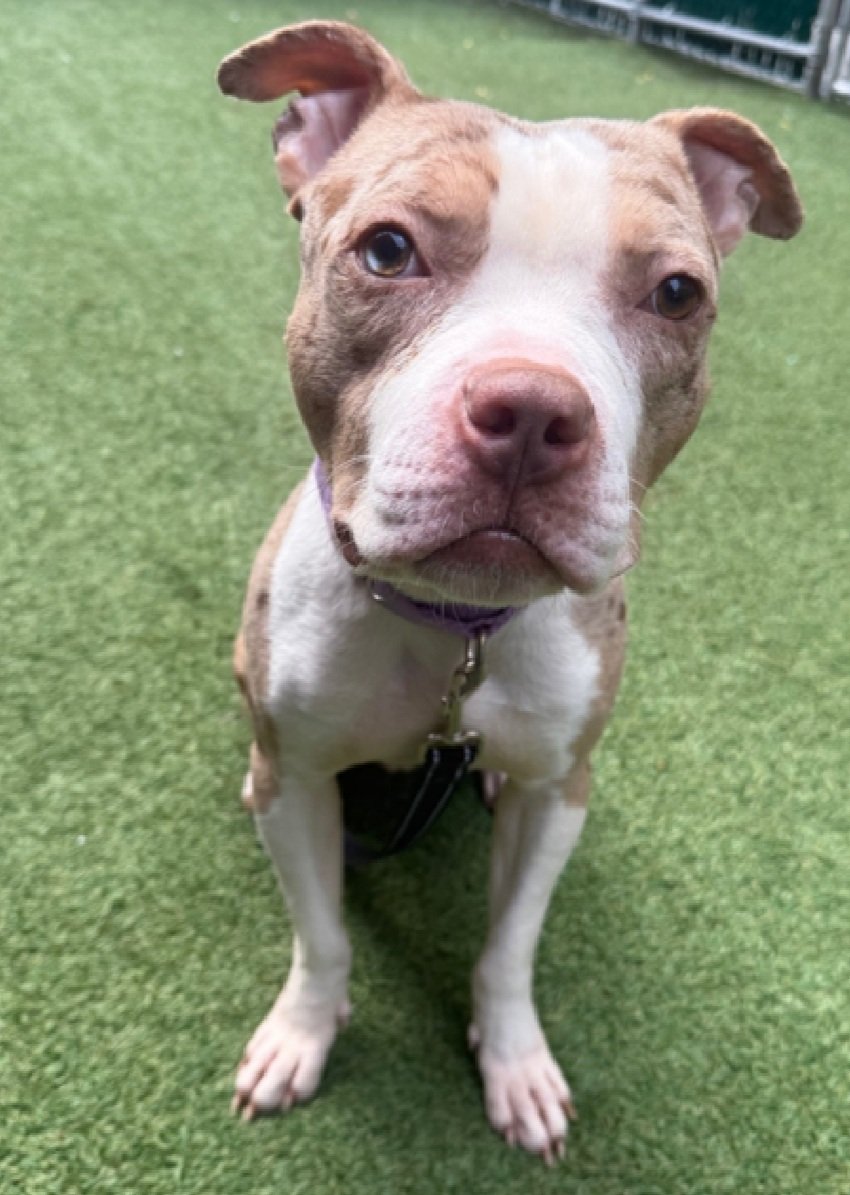 Morgan Fairchild's Dogs tweet media