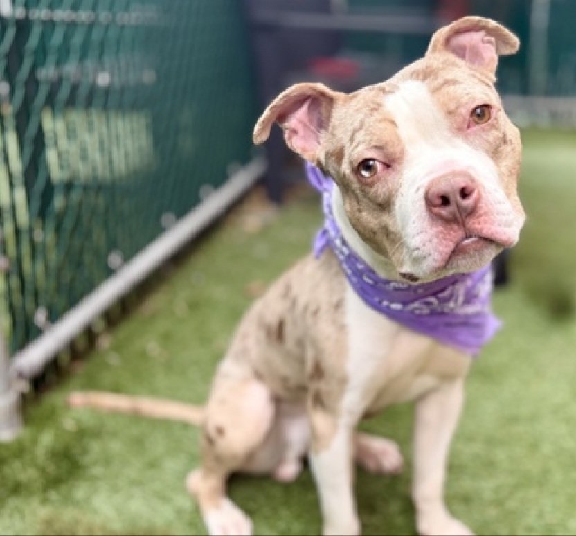 Morgan Fairchild's Dogs tweet media